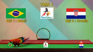 Vẹt tiên tri của Việt Nam đoán đúng kết quả trận khai mạc World Cup 2014