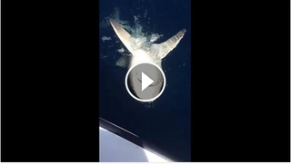 VIDEO: Van Persie vật lộn với “sát thủ đại dương”