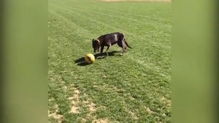 Chú chó siêu hạng xỏ háng 2 cầu thủ trên sân