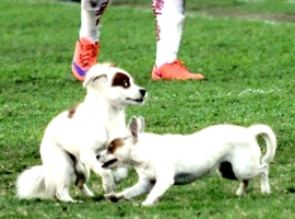 Chó phá hoại trận đấu tại giải U19 quốc gia Việt Nam 2016