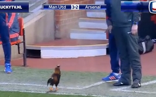 HLV Van Gaal và màn biến hóa khôn lường