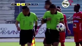 Hy hữu: Trận bóng đá bị hoãn bởi ... ong