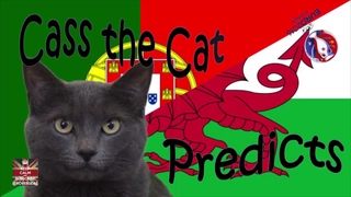 Tiên tri mèo dự đoán ra sao về trận bán kết Euro 2016, BĐN vs Wales
