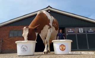 Bò tiên tri dự đoán MU thua chung kết Europa League 2016/17