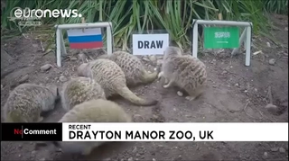 Thánh chồn dự đoán Nga thắng trận mở màn World Cup 2018