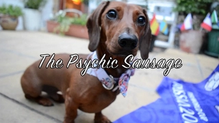 Chó tiên tri Psychic dự đoán Anh thắng trận mở màn World Cup 2018