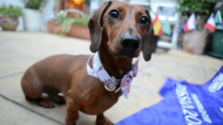 Chó tiên tri dự đoán ra sao về kết quả trận Colombia vs Nhật Bản?