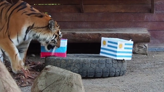 Thánh hổ dự đoán ra sao về kết quả trận Uruguay vs Nga