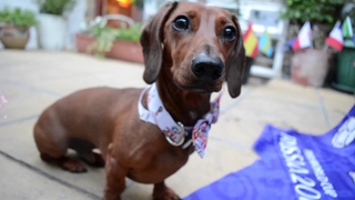 Chó tiên tri dự đoán thế nào về kết quả trận Croatia vs Anh