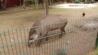 Lợn tiên tri dự đoán ra sao về kết quả chung kết World Cup 2018