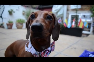 Chó tiên tri dự đoán ra sao về kết quả trận Brazil vs Bỉ