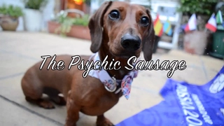 Cùng dự đoán trận Pháp vs Uruguay với chó tiên tri