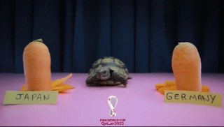 Thần Rùa và Đại bàng dự đoán kết quả trận Đức vs Nhật Bản