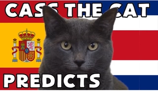 Mèo tiên tri dự đoán kết quả trận Tây Ban Nha vs Costa Rica