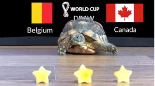 Mèo tiên tri, Rùa thần, Đại bàng dự đoán kết quả trận Bỉ vs Canada