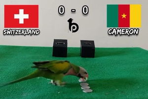 Đến lượt vẹt tiên tri dự đoán trận Thụy Sĩ vs Cameroon