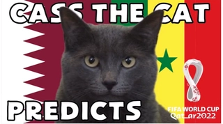 Mèo tiên tri dự đoán kết quả trận Qatar vs Senegal