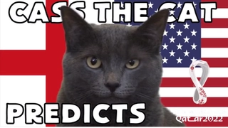 Dự đoán của mèo tiên tri về kết quả trận Anh vs Mỹ
