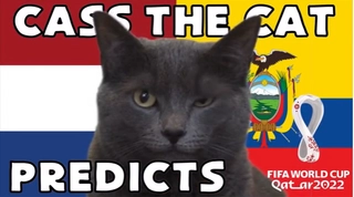 Mèo tiên tri dự đoán thế nào về trận Hà Lan vs Ecuador?