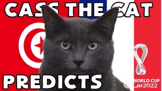 Mèo tiên tri dự đoán trận Pháp vs Tunisia: Sẽ có bất ngờ?