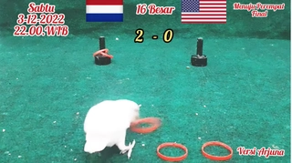 Vẹt Arjuna dự đoán kết quả trận Hà Lan vs Mỹ