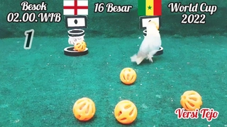 Vẹt tiên tri dự đoán thế nào về trận Anh vs Senegal