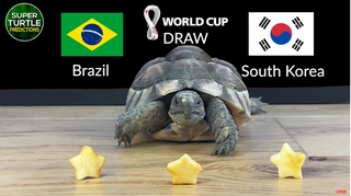 Thần Rùa dự đoán sẽ có bất ngờ ở trận Brazil vs Hàn Quốc?