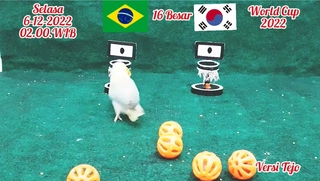 Vẹt tiên tri dự đoán kết quả trận Brazil vs Hàn Quốc