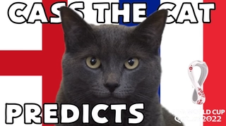 Mèo tiên tri dự đoán thế nào về cặp đấu Anh vs Pháp?