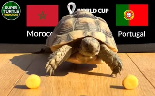 Thần Rùa dự đoán thế nào về cặp đấu chênh lệch Morocco vs Bồ Đào Nha?