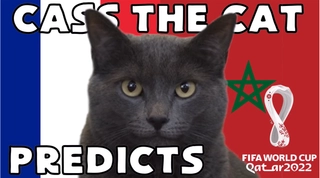 Mèo tiên tri dự đoán cú sốc sẽ đến ở trận Pháp vs Morocco