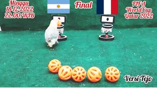 Chim thần dự đoán kết quả trận chung kết World Cup 2022