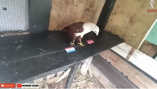 Đại bàng dự đoán kết quả trận Croatia vs Morocco