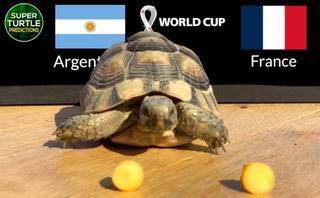 Thần Rùa dự đoán trận chung kết World Cup Argentina vs Pháp