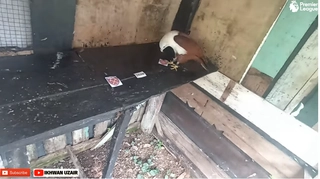 Đại bàng tiên tri dự đoán thế nào về trận Arsenal vs West Ham?