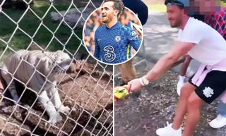 Video: Ben Chilwell và bạn gái kéo co với hổ