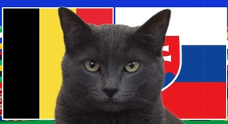 Mèo tiên tri dự đoán gây sốc về kết quả trận Bỉ vs Slovakia