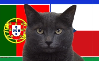 Ngỡ ngàng kết quả dự đoán trận Bồ Đào Nha gặp Séc của mèo tiên tri