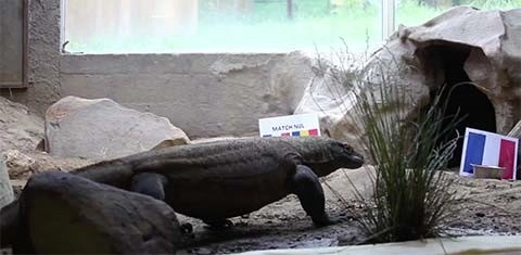 Tiên tri kỳ đà dự đoán Pháp thắng trận khai mạc VCK Euro 2016