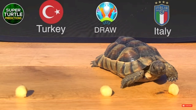 “Thần khuyển” và “thần rùa” dự đoán kết quả Thổ Nhĩ Kỳ vs Italia