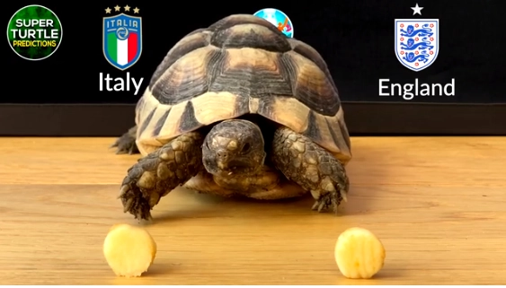Rùa tiên tri dự đoán kết quả trận chung kết Euro 2020