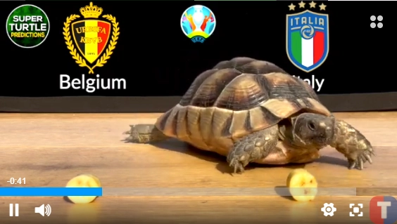 “Rùa tiên tri” dự đoán kết quả Bỉ vs Italia và CH Séc vs Đan Mạch