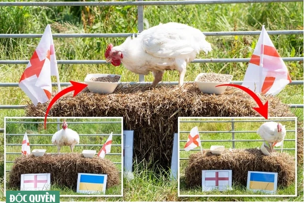 “Gà tiên tri” dự đoán kết quả trận Anh vs Ukraine