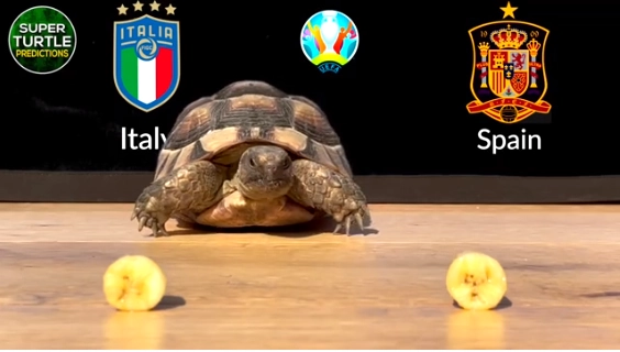 “Rùa tiên tri” dự đoán kết quả trận Italia vs Tây Ban Nha