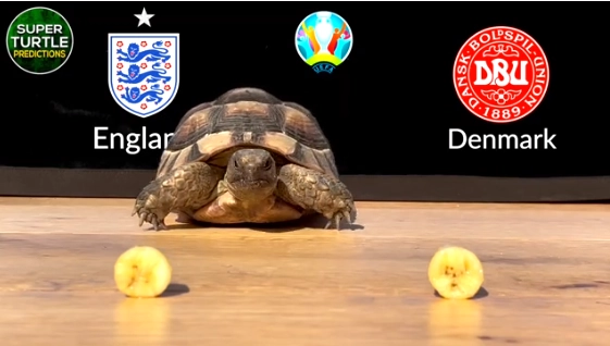Rùa tiên tri dự đoán kết quả trận Anh vs Đan Mạch