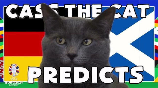 Mèo tiên tri dự đoán trận mở màn EURO 2024 giữa Đức và Scotland
