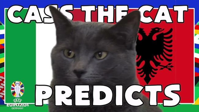 Mèo tiên tri Cass dự đoán trận ra quân EURO 2024 của nhà vô địch Italia 