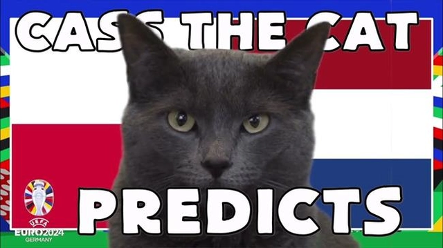Mèo tiên tri trổ tài dự đoán trận Ba Lan vs Hà Lan