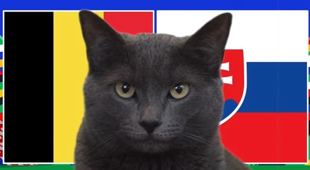 Mèo tiên tri dự đoán gây sốc về kết quả trận Bỉ vs Slovakia