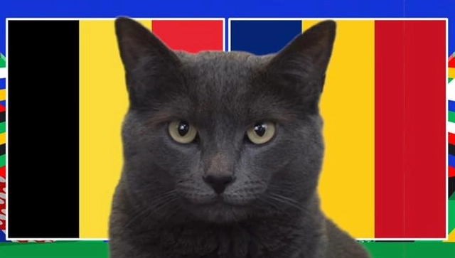 Dự đoán kết quả trận Bỉ vs Romania của mèo tiên tri Cass